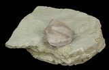 Large Blastoid (Pentremites) Fossil - Illinois #42815-2